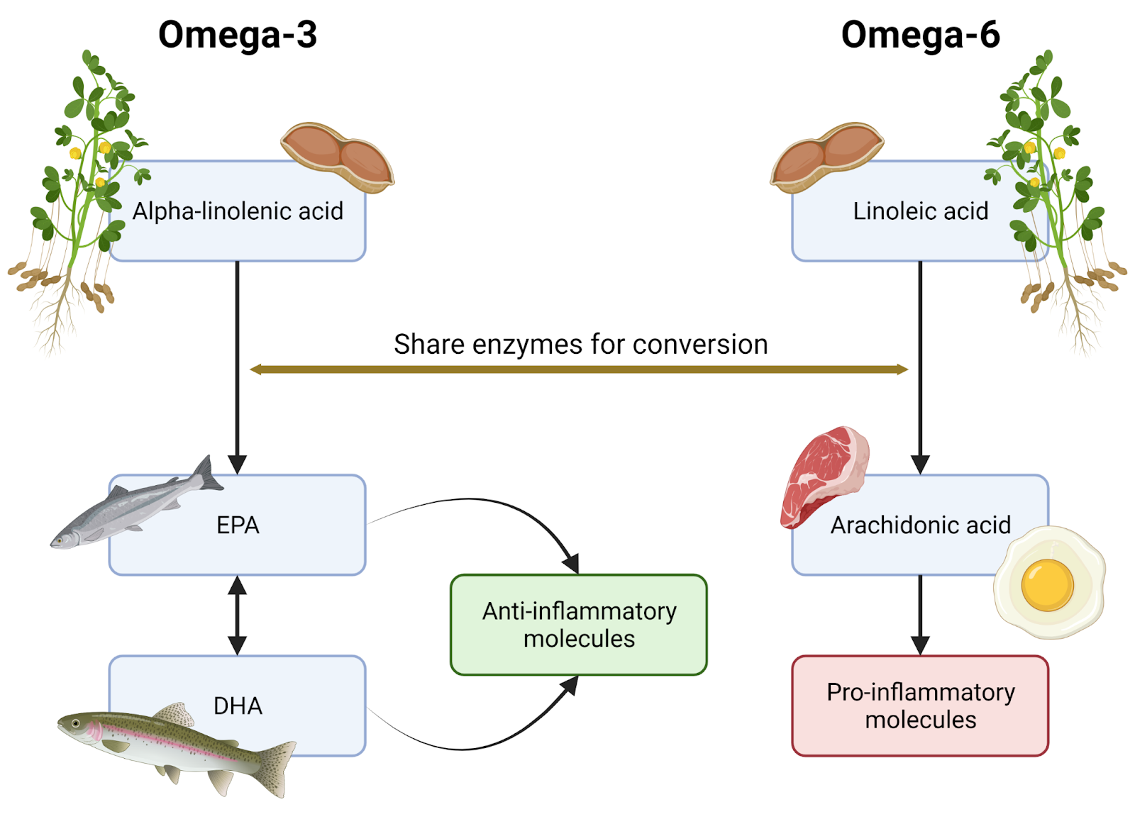 Omega 3 ESN Helpcenter English